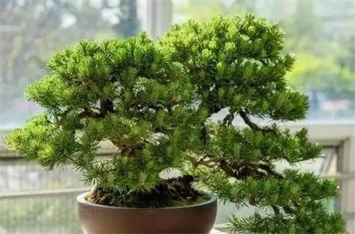 養(yǎng)活盆栽花卉關(guān)鍵步驟：定根水