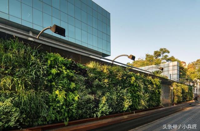 什么植物才適合用來做室外垂直綠化？