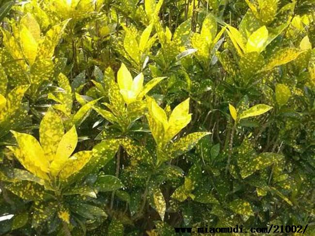什么植物才適合用來做室外垂直綠化？