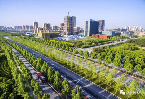 路邊那些不起眼的植物竟是打造海綿城市關(guān)鍵