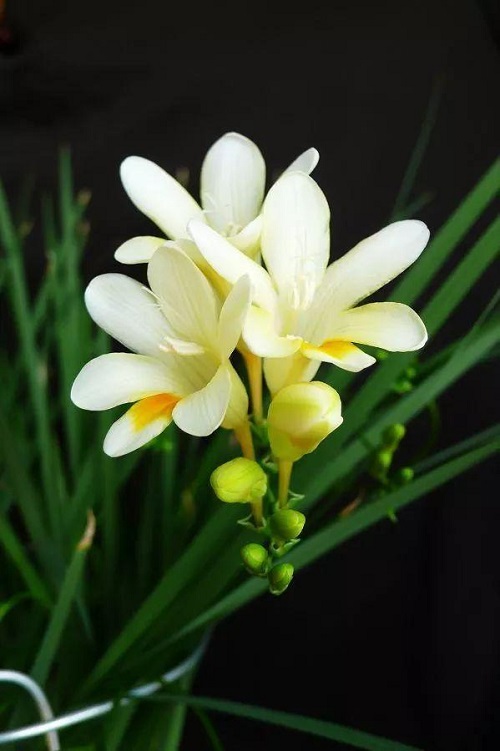 插花入門(mén)篇｜小白選手從認(rèn)識(shí)常見(jiàn)花材開(kāi)始