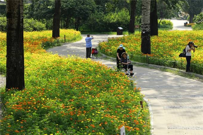 北京植物園百萬夏花進入觀賞期 還將舉辦科普活動