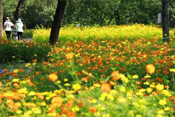 北京植物園百萬夏花進入觀賞期 還將舉辦科普活動