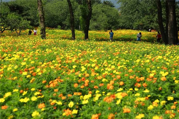 北京植物園百萬夏花進入觀賞期 還將舉辦科普活動