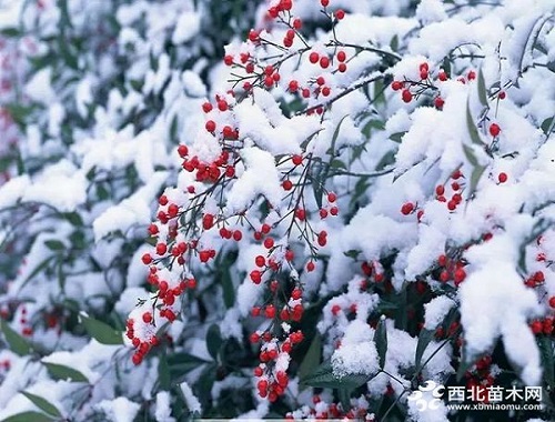 走進中式庭院，帶你領略苗木之美