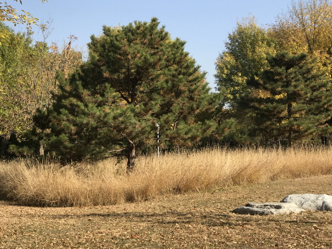 北京各大公園景區(qū)留住最美秋天