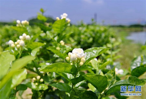 李樹華：園藝療法保持復工后身心健康