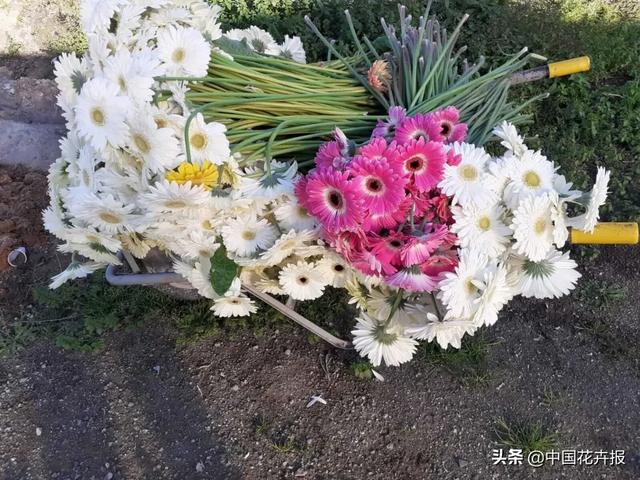 大量國際花展取消，眾多國家花企深陷困境
