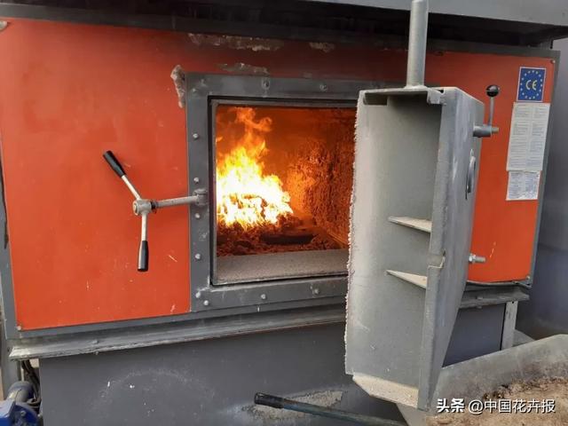 大量國際花展取消，眾多國家花企深陷困境
