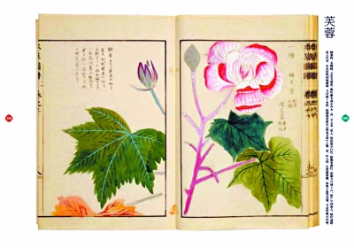 幾回清夢到花前：紅樓女子的草木情緣