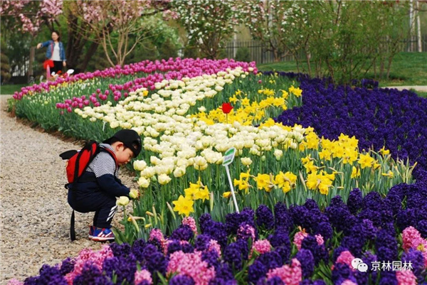 京林生態花園2021年（第三屆）春季花展即將盛大開幕