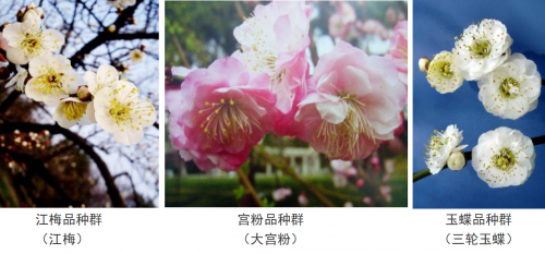 代樹剛：“南梅北移”讓京城百姓看得見梅花