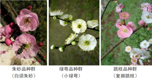 代樹剛：“南梅北移”讓京城百姓看得見梅花