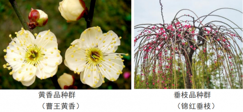 代樹剛：“南梅北移”讓京城百姓看得見梅花