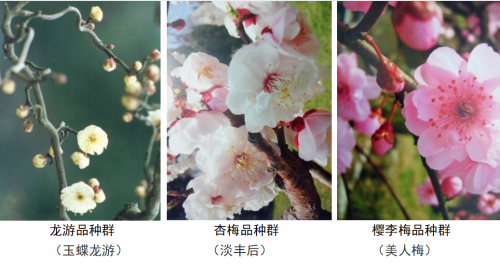 代樹剛：“南梅北移”讓京城百姓看得見梅花