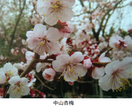 代樹剛：“南梅北移”讓京城百姓看得見梅花