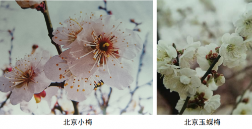 代樹剛：“南梅北移”讓京城百姓看得見梅花