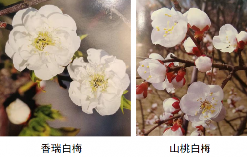 代樹剛：“南梅北移”讓京城百姓看得見梅花