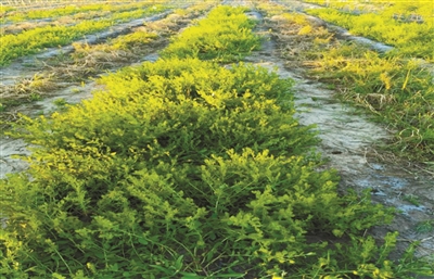 花花柴：鹽堿地改良的優(yōu)勢(shì)草