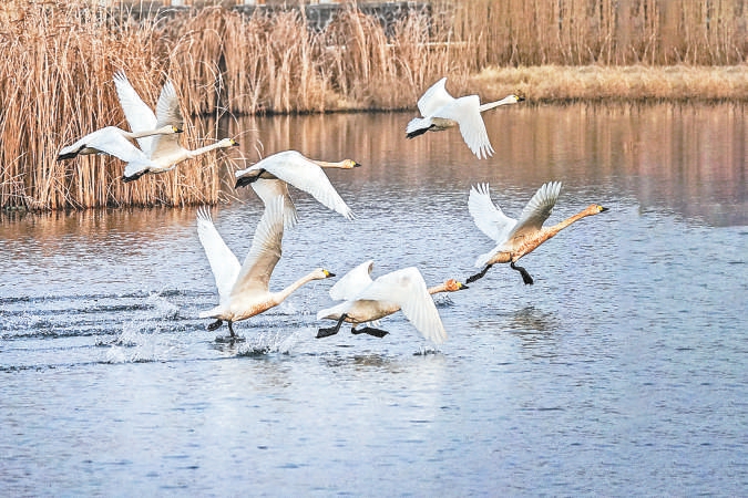 北京密云：為水鳥(niǎo)構(gòu)建27萬(wàn)平方米棲息生境