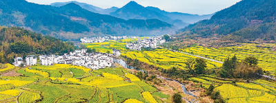 油菜花開(kāi)出農(nóng)旅新“花”樣