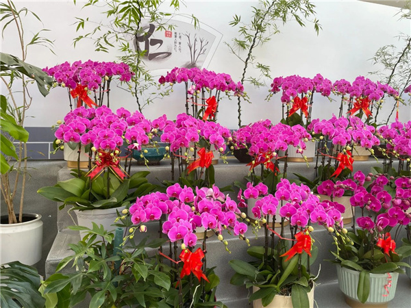 花漾齊魯喜迎新春 濟南園林花市暨2025年宵花節盛大開幕