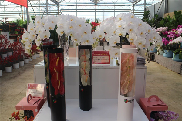 花漾齊魯喜迎新春 濟南園林花市暨2025年宵花節盛大開幕