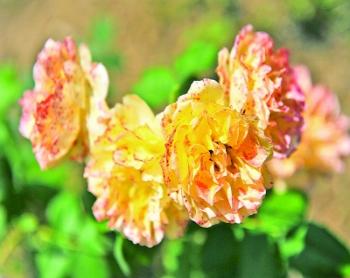 南京中山植物園150多種月季開放