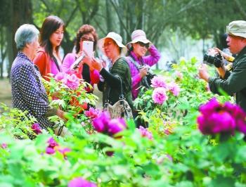 北京植物園和中國科學(xué)院植物研究所共辦牡丹節(jié)