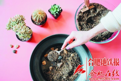 沙漠風情的多肉植物拼盆