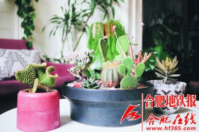 沙漠風情的多肉植物拼盆