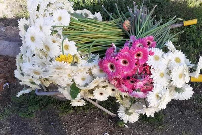 大量花展取消，花卉業何去何從？