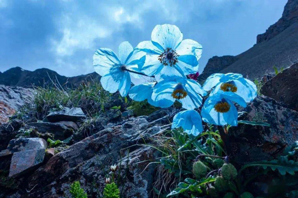為什么說山地是“生物多樣性的搖籃”？